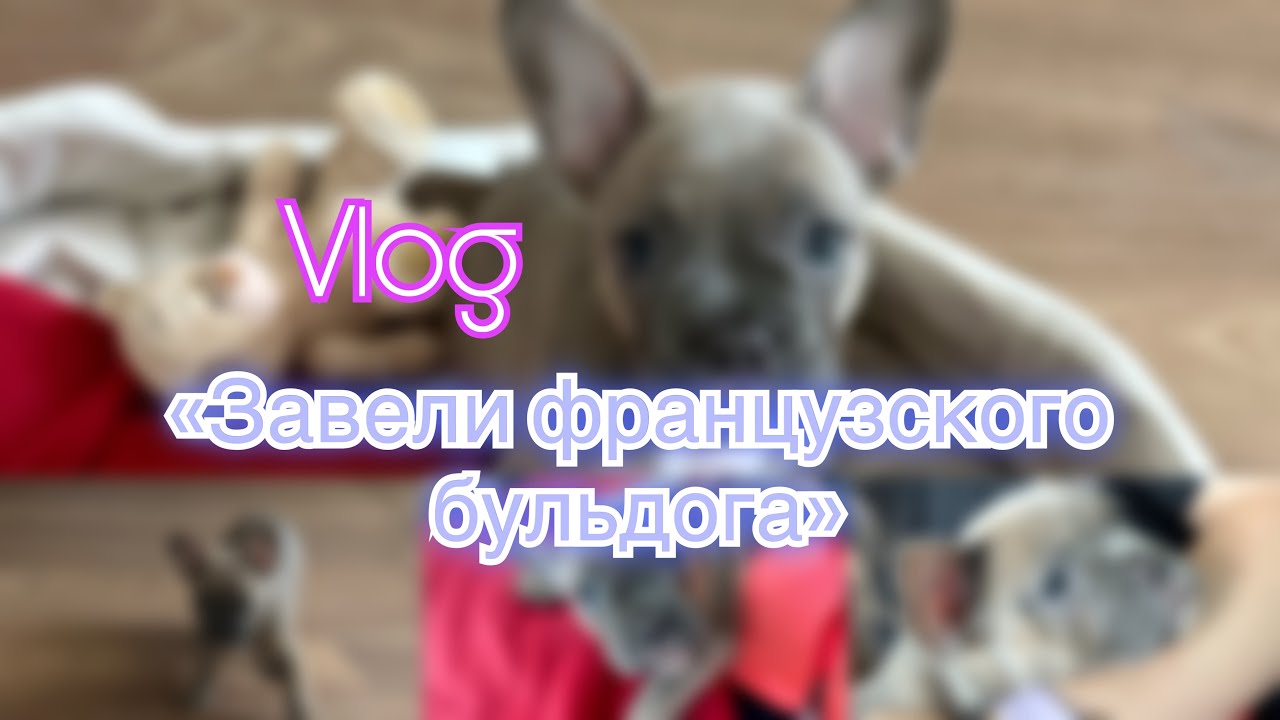 ВЛОГ: ВЗЯЛИ ЩЕНКА / 1 ДЕНЬ / французский бульдог / ПОКУПКИ ДЛЯ ЩЕНКА