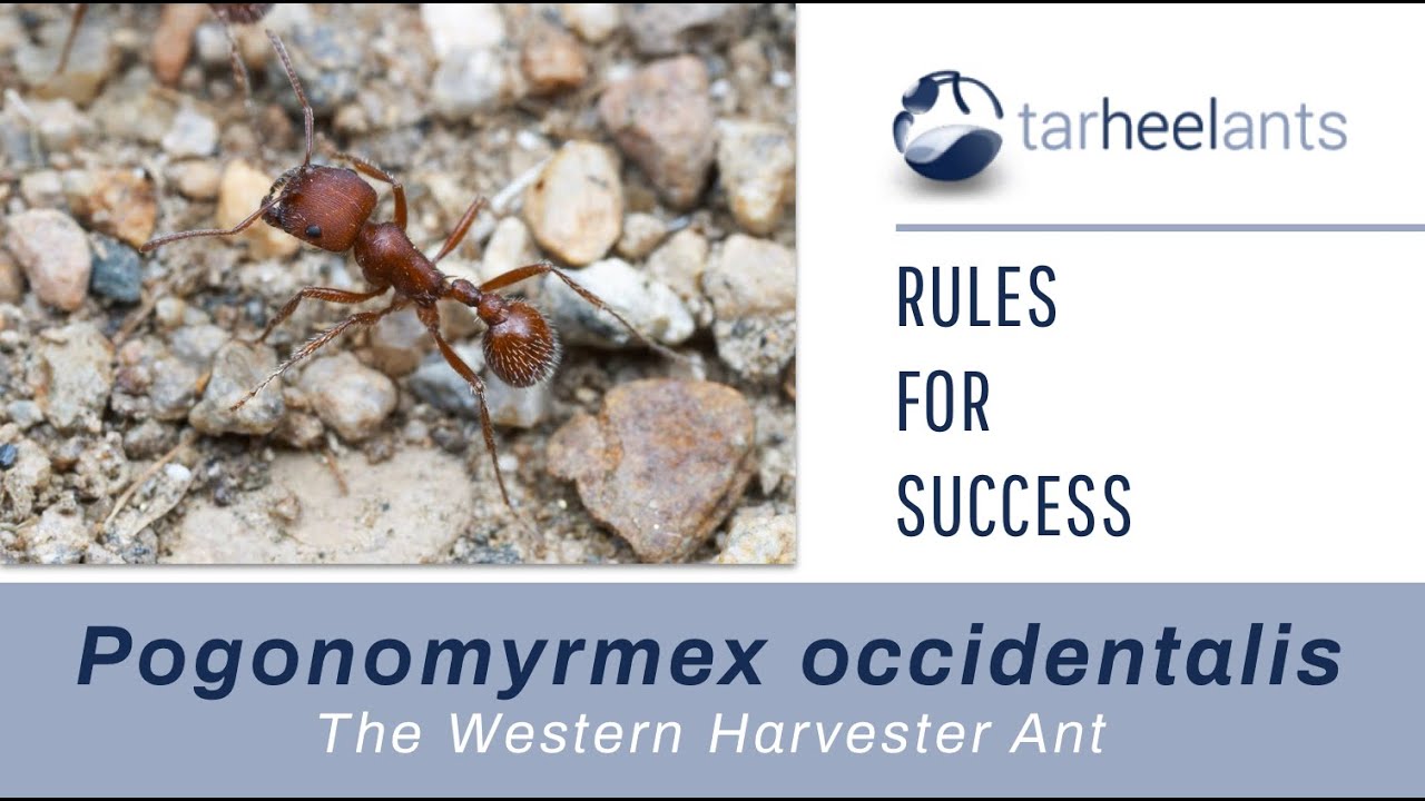 Having Success With Ants: Pogonomymex occidentalis