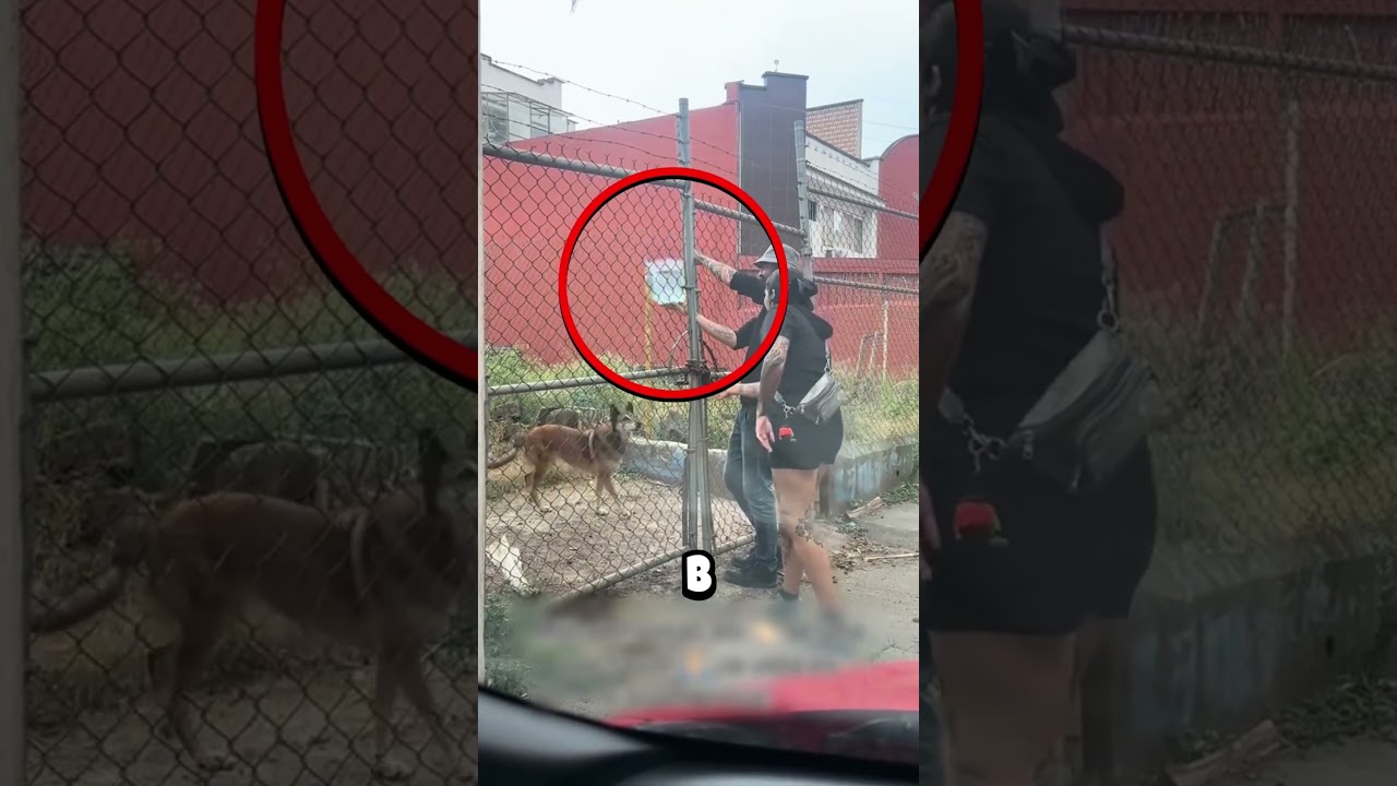 The guys wanted to HELP the dog😱