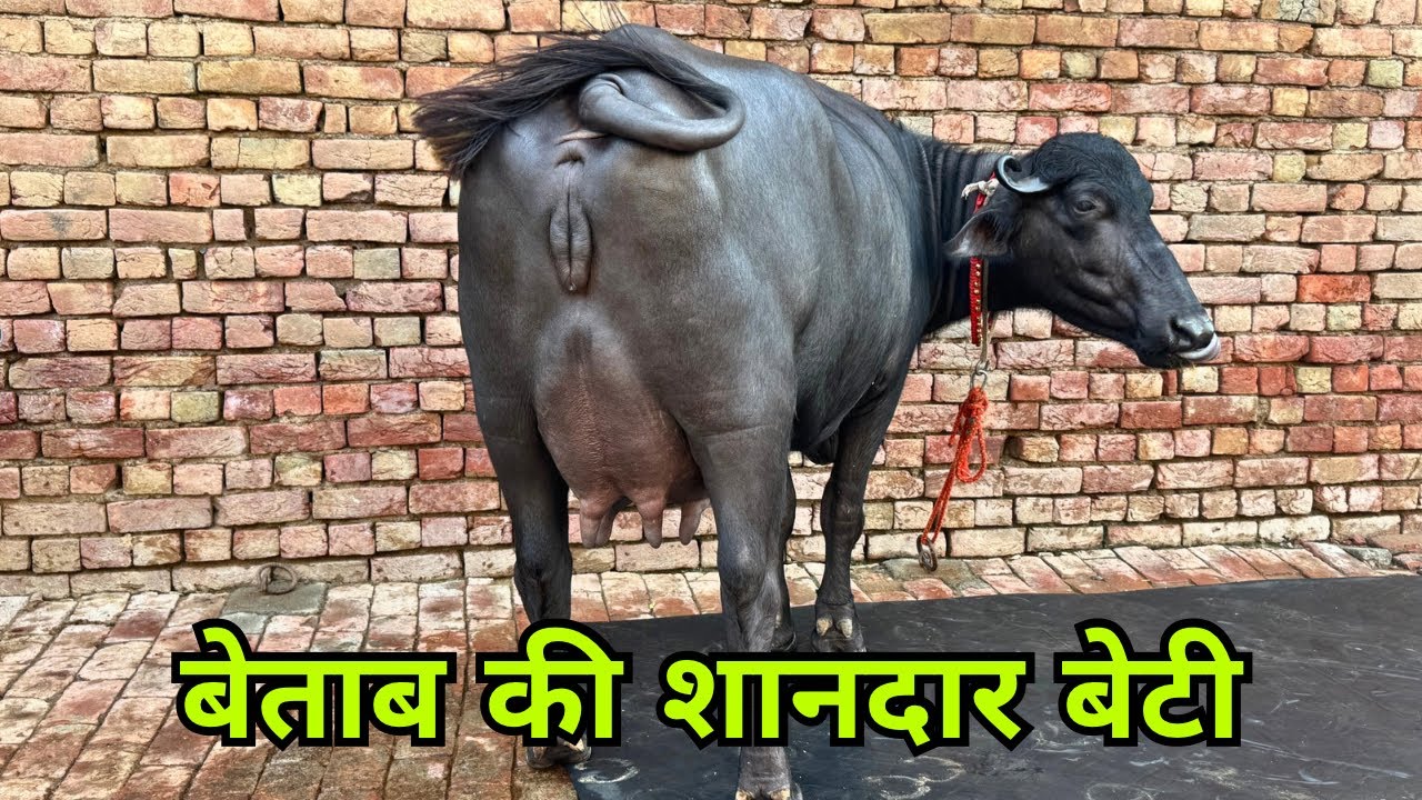 ज़बरदस्त बेताब की बेटी - ऐसा रिज़ल्ट देख कर बदल गई पशुपालक की क़िस्मत - HSB BETAB