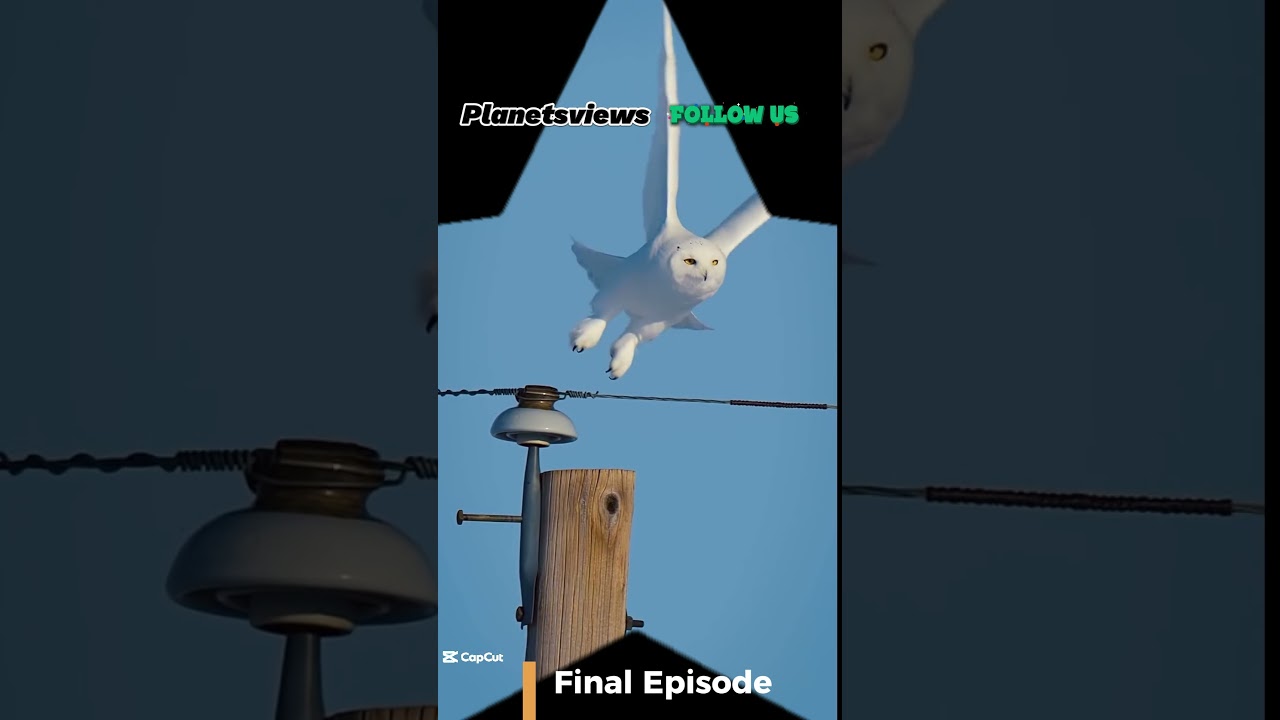 Snowy Owl Final Episode Bizarre Vocalization 