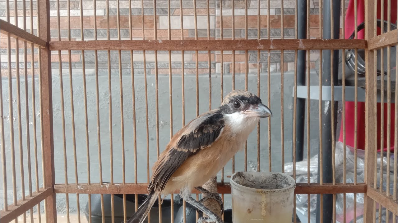 Cara menjinakkan burung cendet agar lebih jinak dgn kita