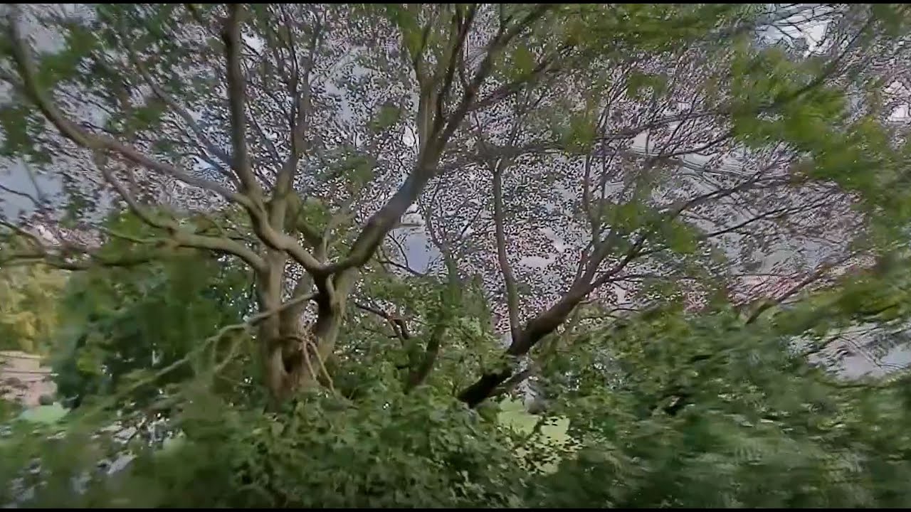 Tree Surfing (again) with the iFlight Alpha a85 FPV drone
