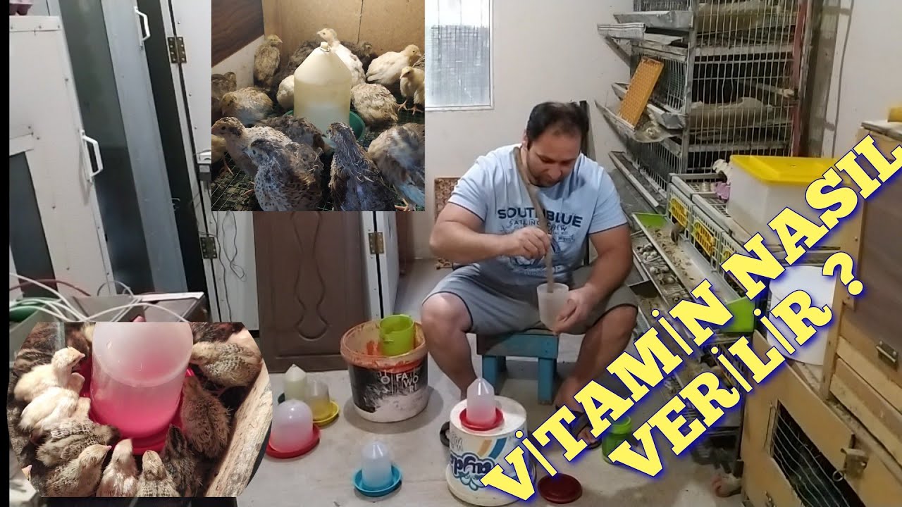 BILDIRCIN YETİŞTİRİCİLİĞİ (vitamin nasıl verilir ?)
