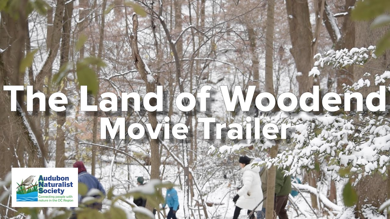 Movie Trailer for The Land of Woodend
