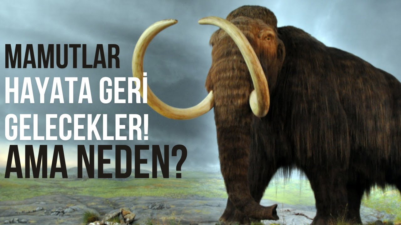 Mamutlar hayata geri dönecekler! Ama neden?
