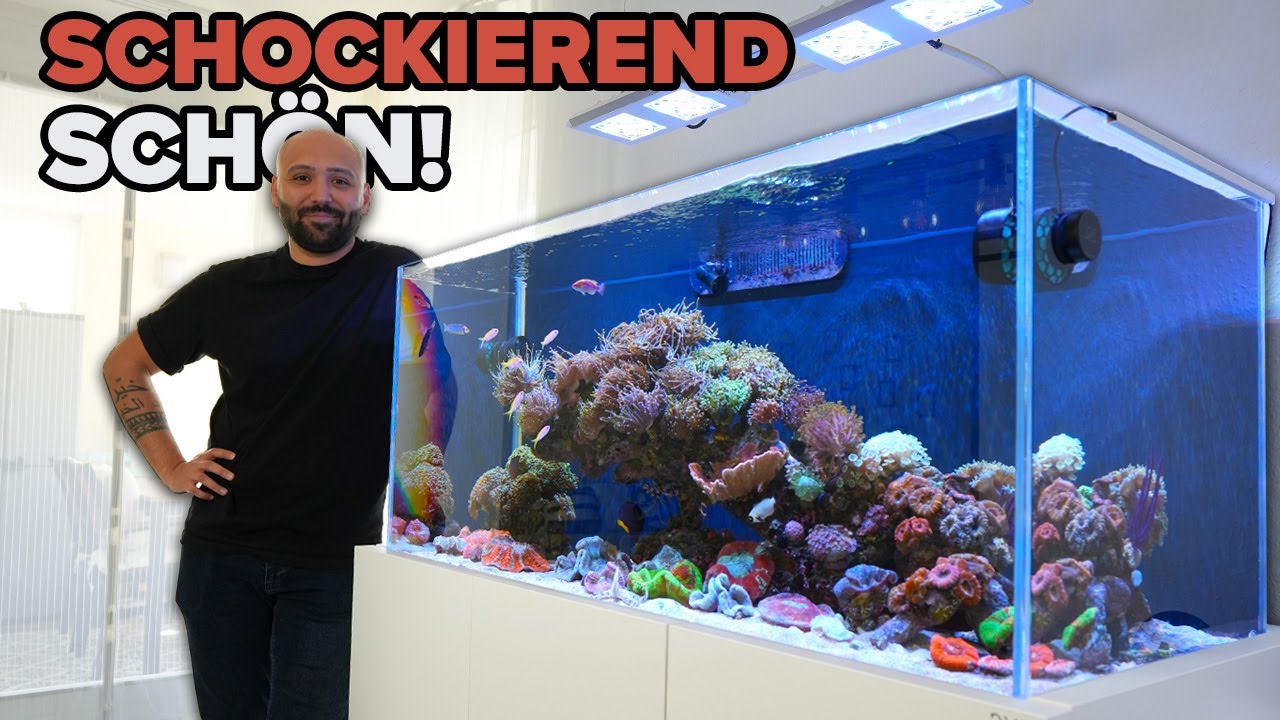 Schockierende Schönheit: Ümits Korallenaquarium in nie gesehener Pracht 🪸
