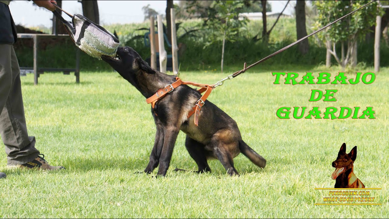 Inicio de trabajo de guardia de una cachorro pastor belga malinos 02