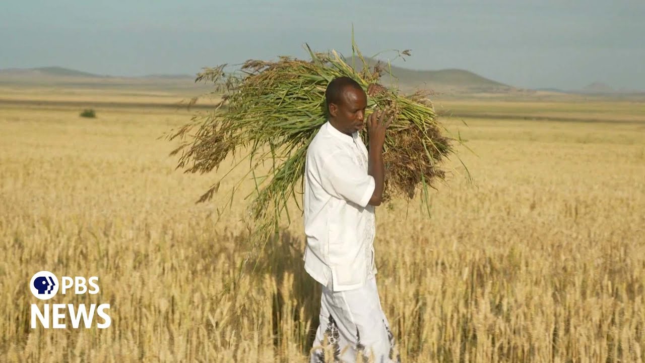 New farming techniques build food resilience in Ethiopia