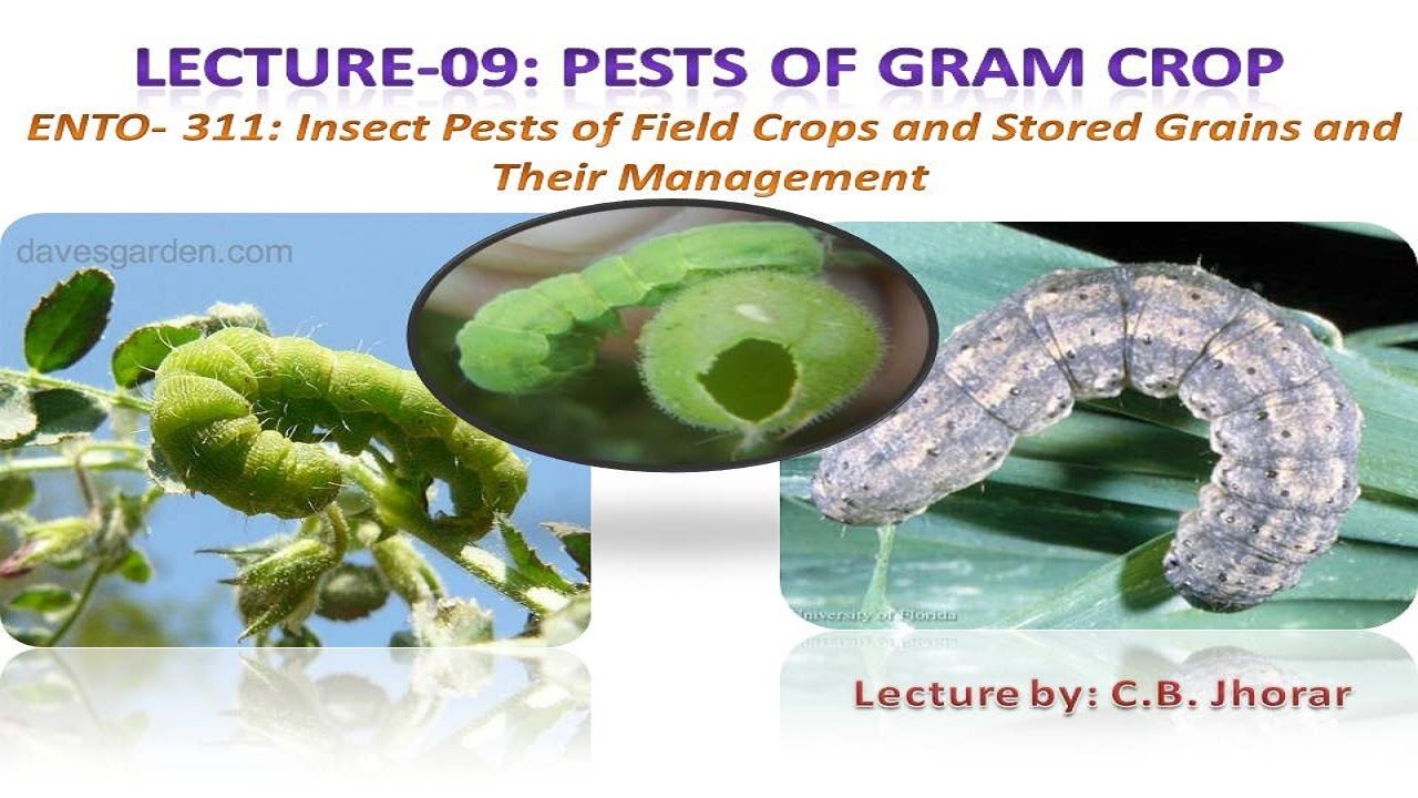 Ento 311 Lec 09: Pests of Gram Crop