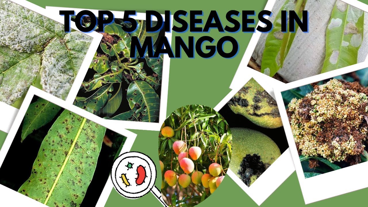 Top five diseases in mango crop: