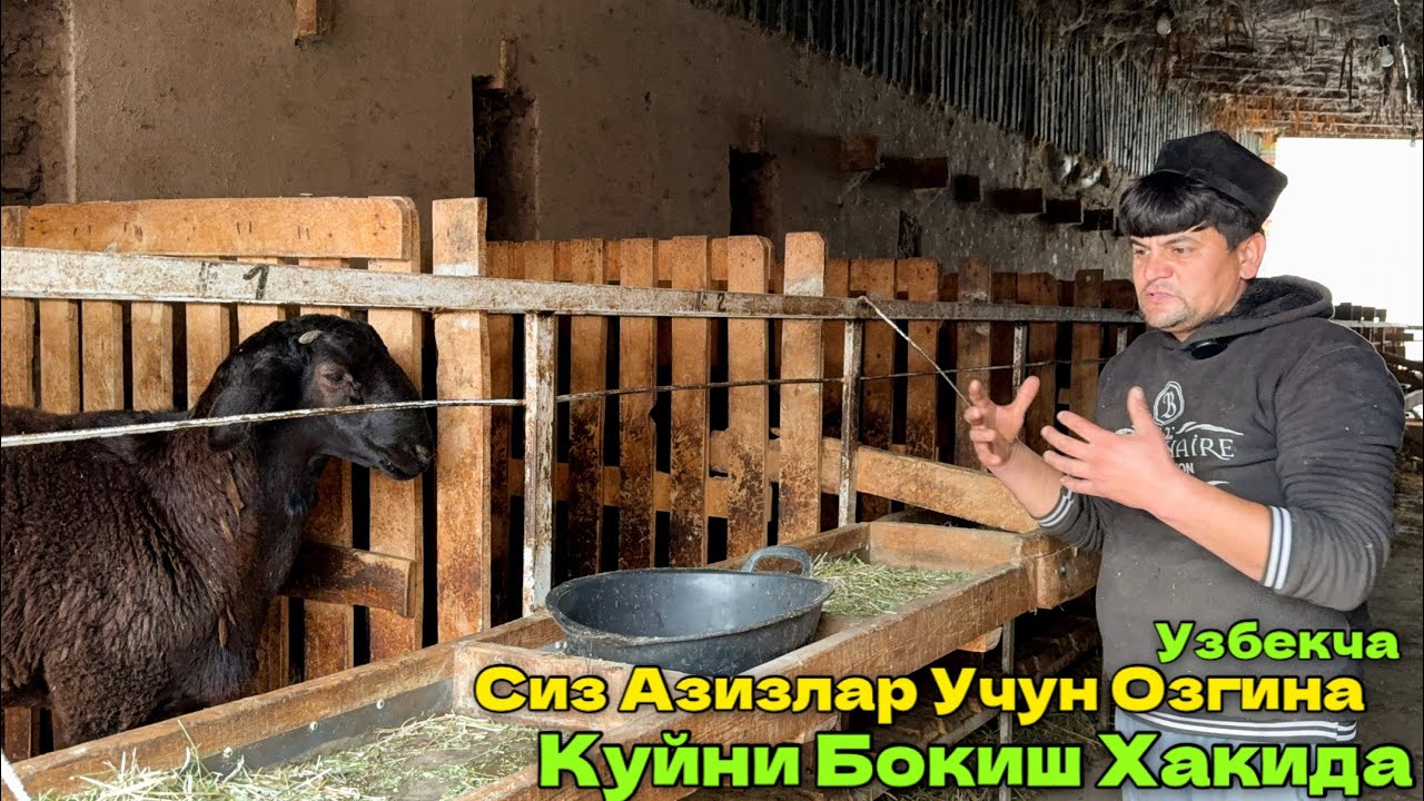 ҚУЙ БОҚИШ ВА УНИ ҚАНДАЙ ПАРВАРИШ ҚИЛИШ БАТАВСИЛ МАЛУМОТ БЕРИЛДИ 14 ноября 2024