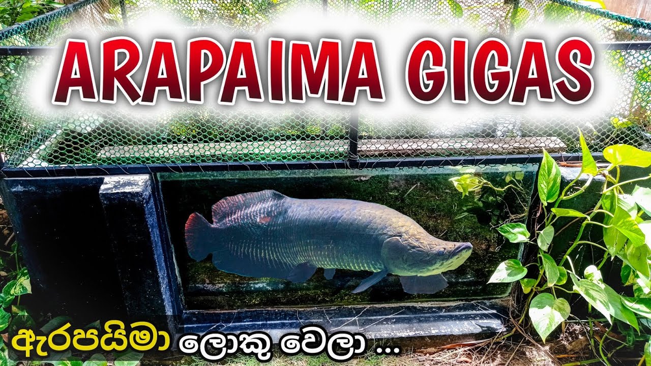 ඇරපයිමා ලොකු වෙලා 😍🧀 | Arapaima Gigas | Freshwater Giant Monster Pet ❗