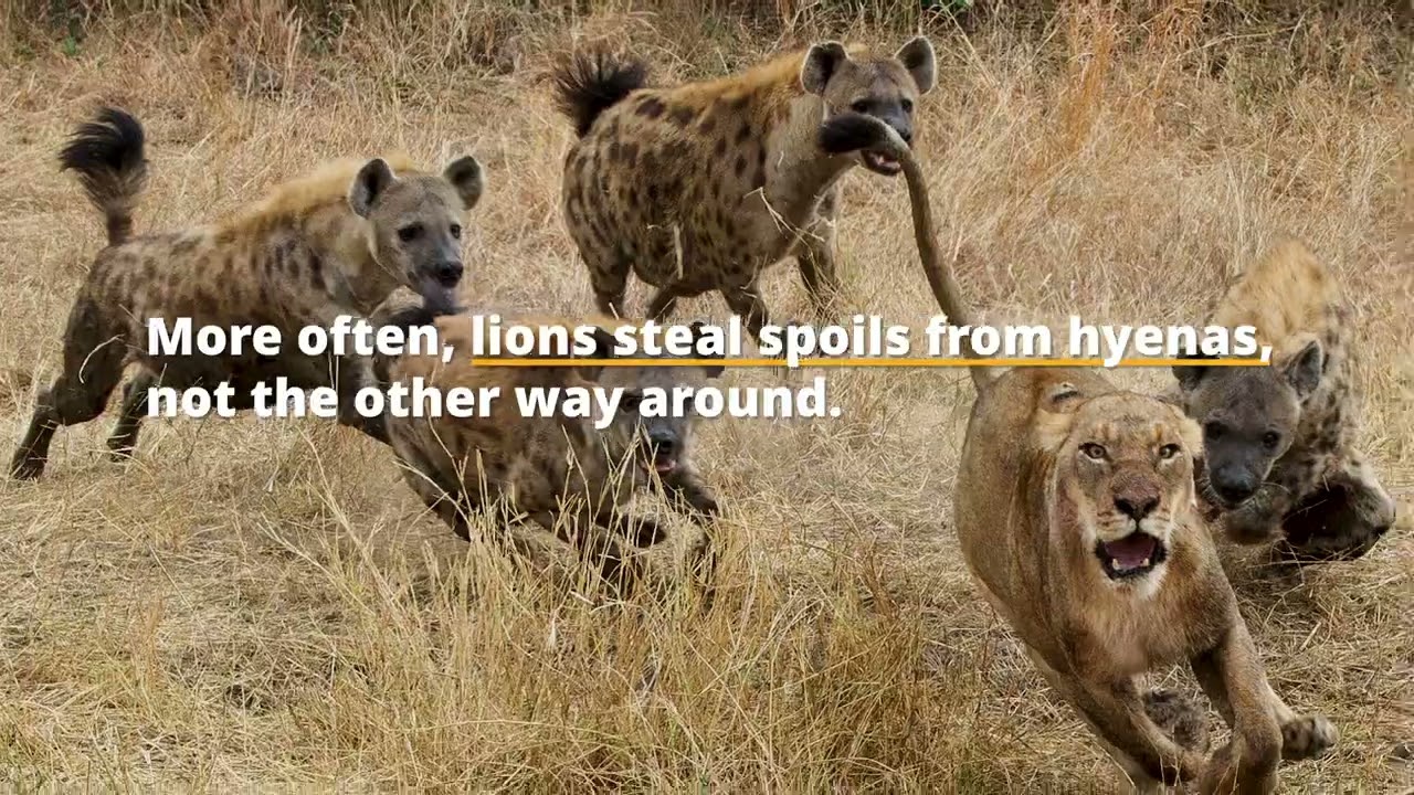 Think You Know Hyenas? Think Again!