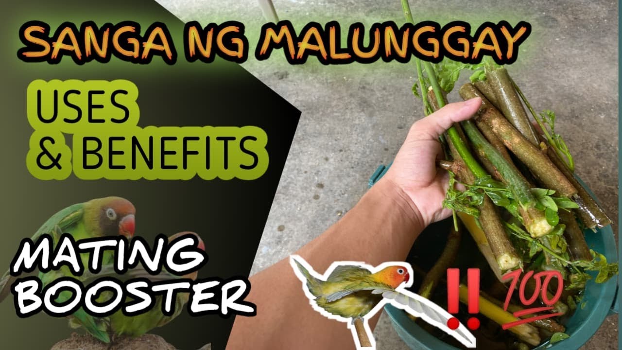 SANGA NG MALUNGGAY PARA SA AFRICAN LOVEBIRDS | MATING BOOSTER & NESTING MATERIAL | 1KSUBS - VLOG 25