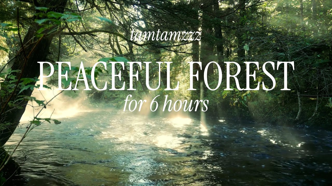 6 Hours of Forest & River Ambience - Sunlit Trees, Birds & Flowing Water - tamtamzzz