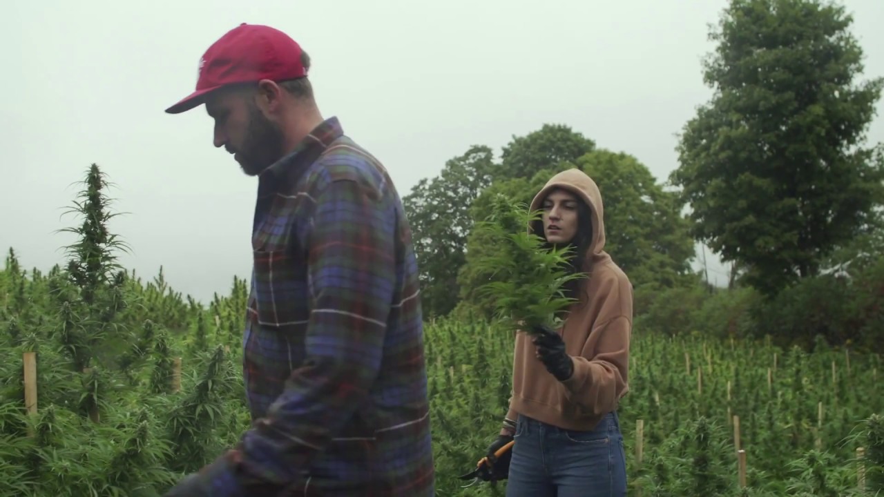 TONIC: The Dirt - Hand trimming in the Field