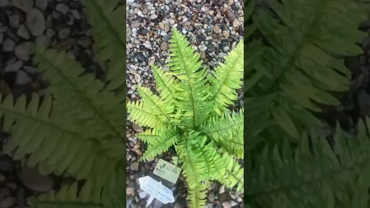 Fern Plant 🪴 # Indoor plant # Easy care # Basket planter # Green Garden 🏡