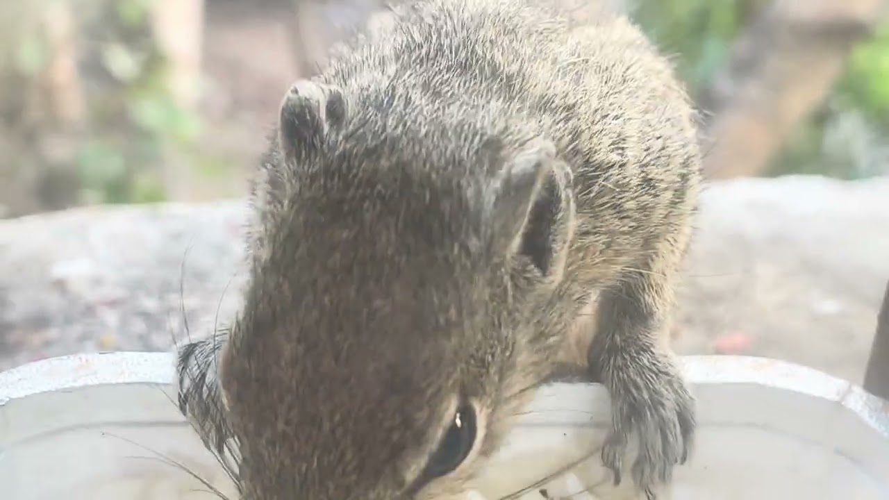 Squirrel having rice.