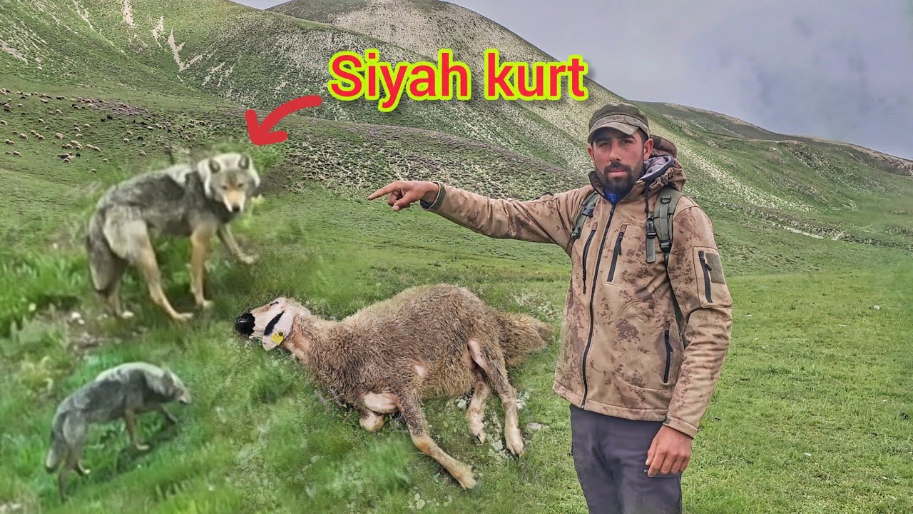EFSANELERDEKİ SİYAH KURDU KOYUNLARI İZLERKEN YAKALADIM~ KÖTÜ BİR DARBE ALMIŞ~KUZU ÖLDÜ~WOLF ATTACK