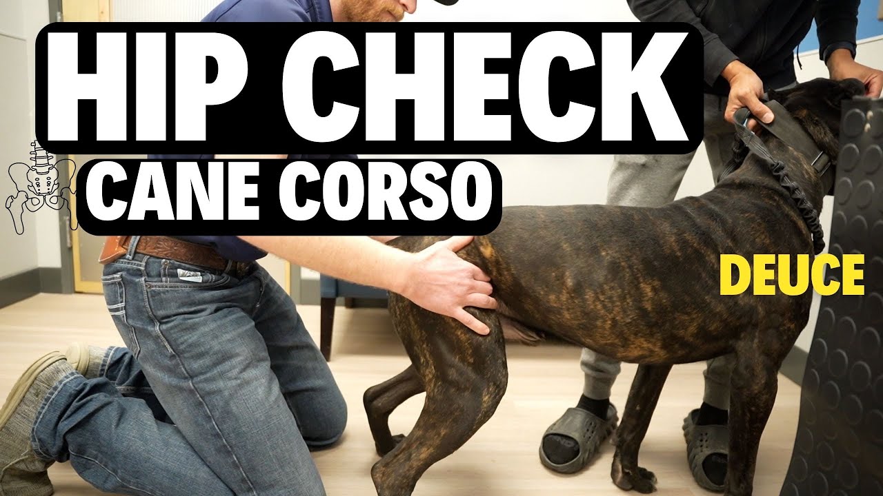 Cane Corso Hip Check!?!?! (Hip Dysplasia 101)