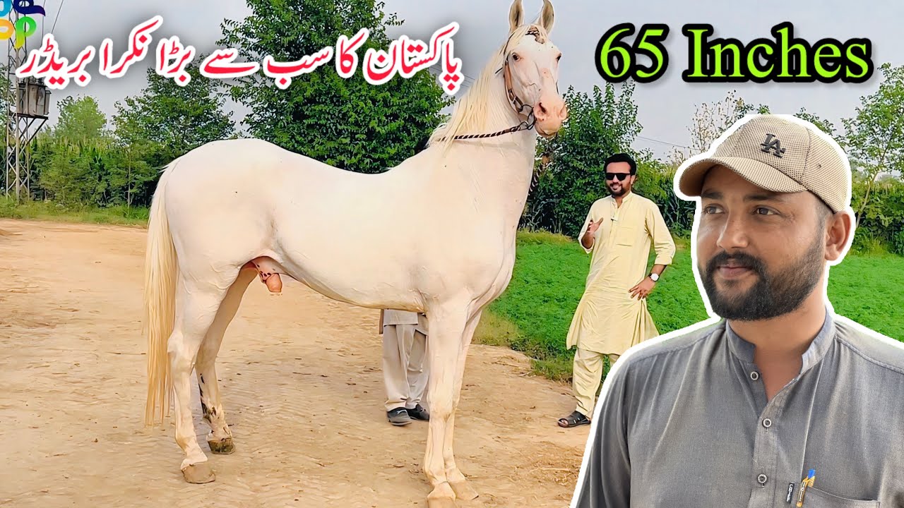 Nukra Breeder Horse in Punjab @TalhaGhouriVlogs1