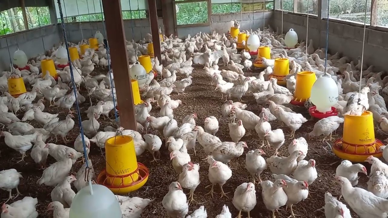 APAKAH TERNAK AYAM PEJANTAN SELALU UNTUNG ?