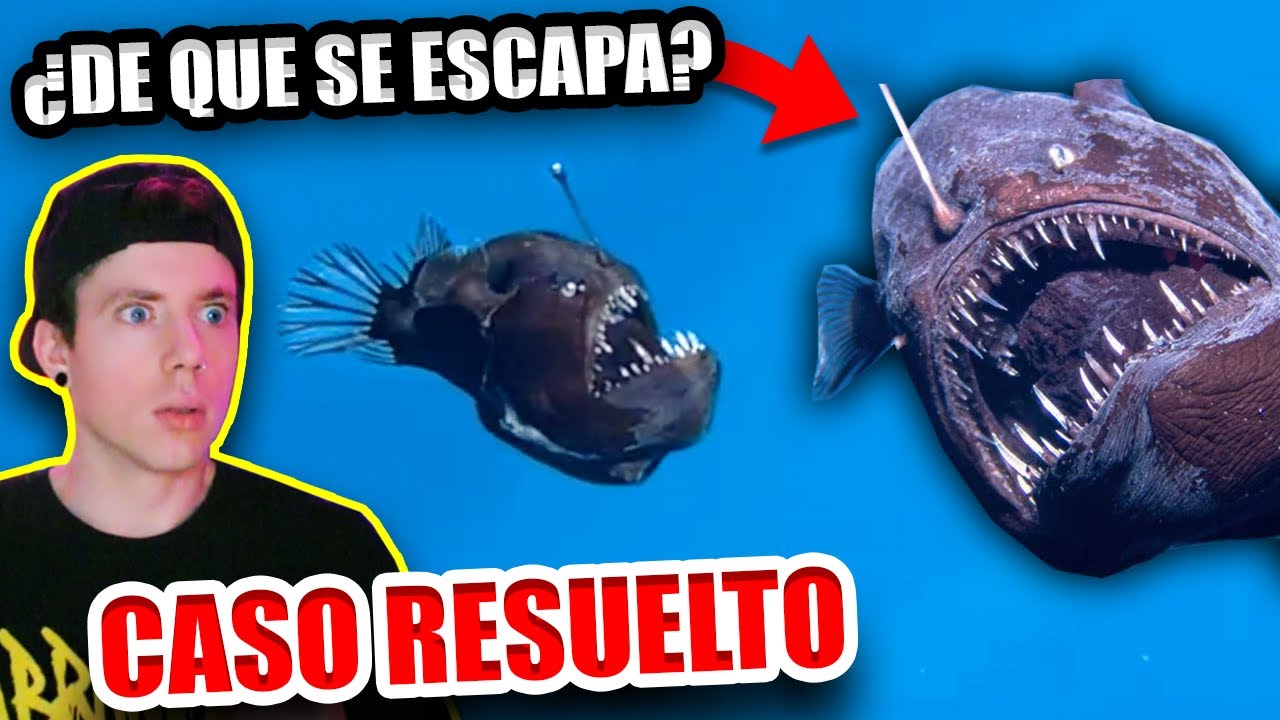 CASO RESUELTO del PEZ DIABLO NEGRO que APARECIO en ESPA&Ntilde;A