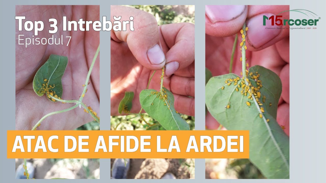 Tratament Tuta Absoluta | Afide la ardei | Cădere frunze la vinete - Top 3 Întrebări - Ep.7