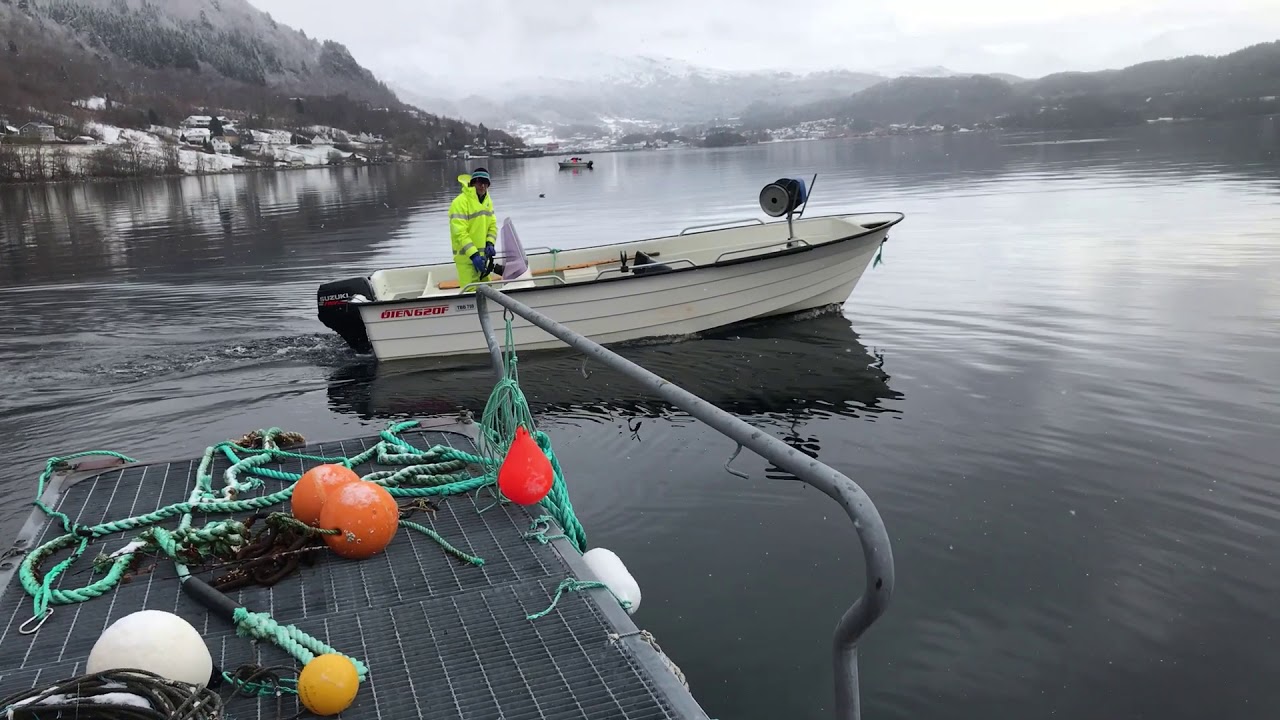 Fiske på Ørskogvika