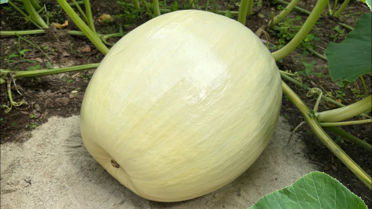 Ep 18 Giant pumpkin season 2025: Things are picking up! Pumpkin is growing 10+lbs a day! #gardening