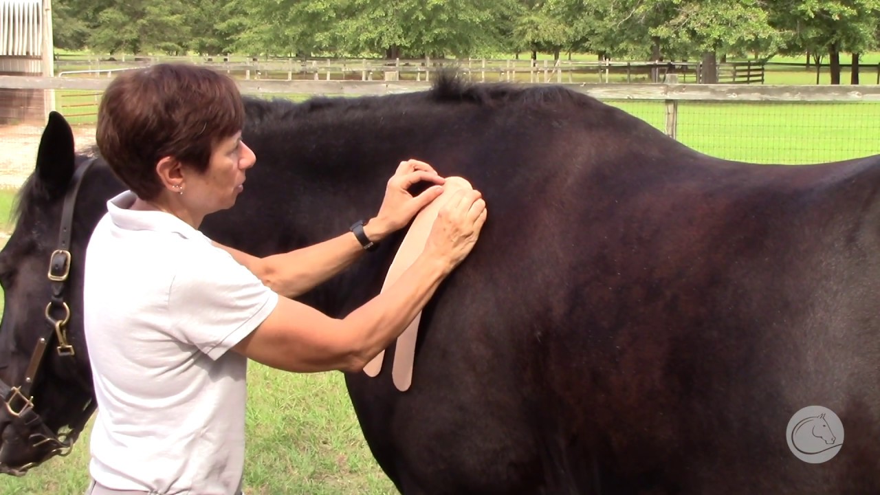Equine Kinesio Taping with Joyce Falese, LMT