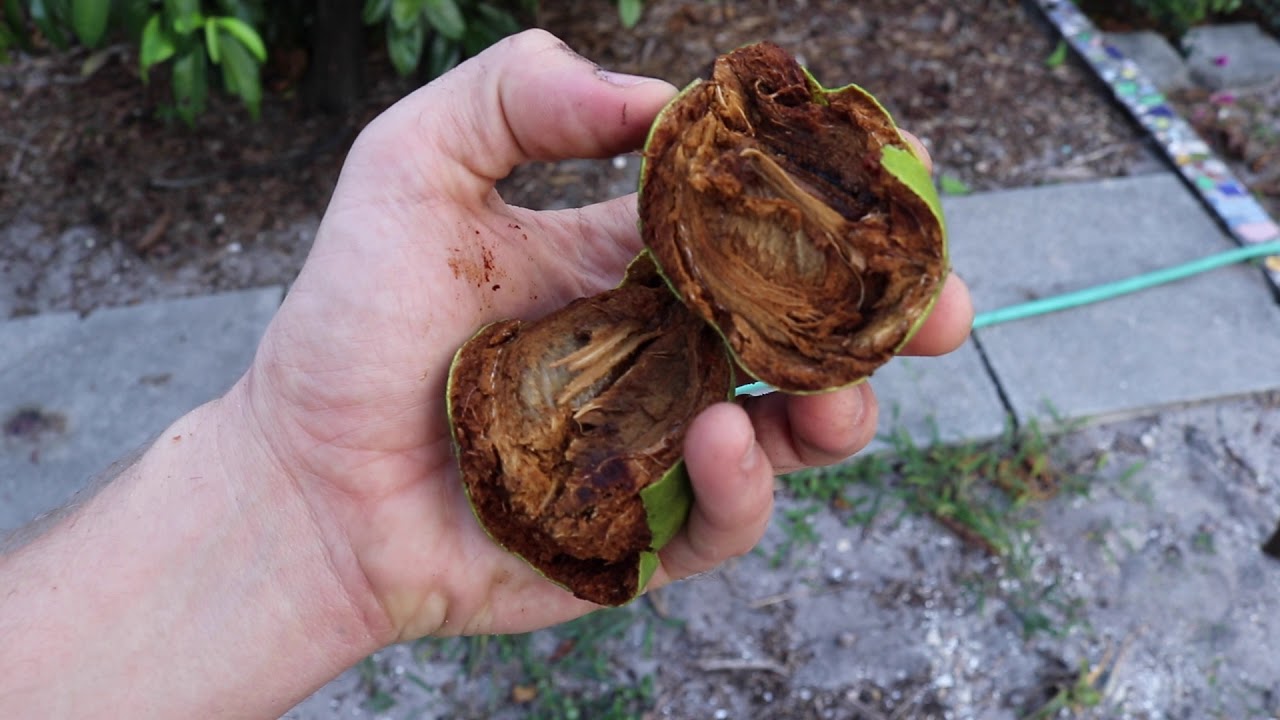Chocolate Pudding Fruit Growing in South Florida