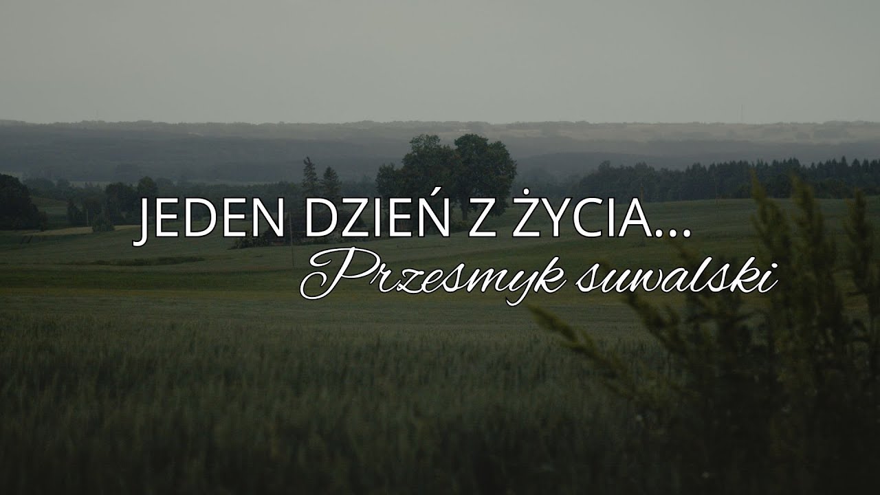 Jeden dzień z życia | Przesmyk suwalski