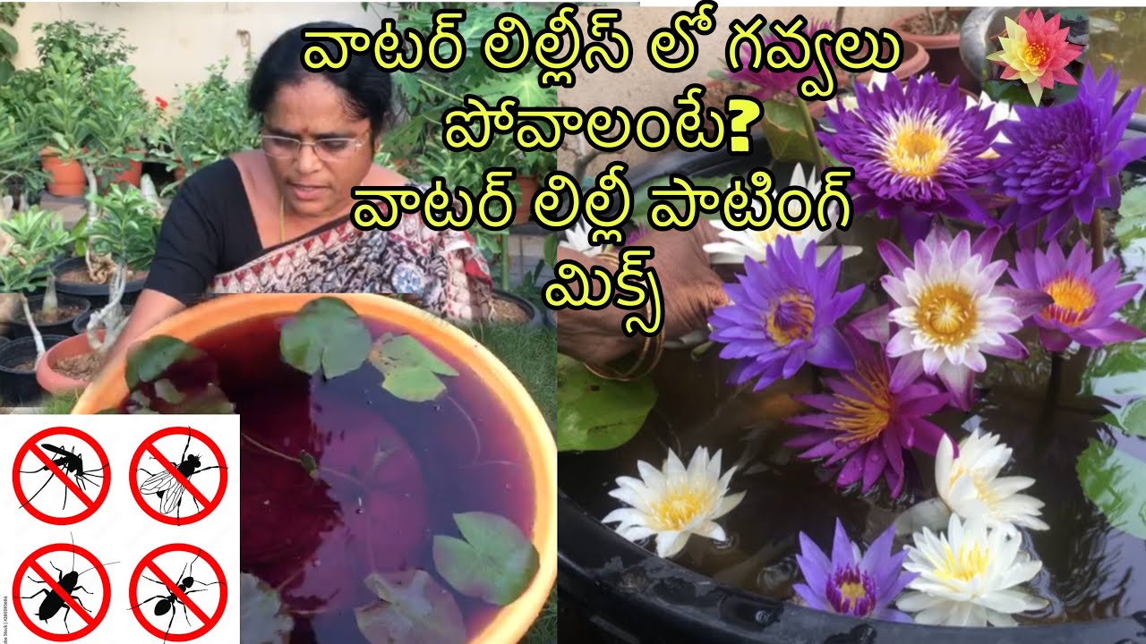 వాటర్ లిల్లీస్ లో గవ్వలు పోవాలంటే?వాటర్ లిల్లీ పాటింగ్ మిక్స్