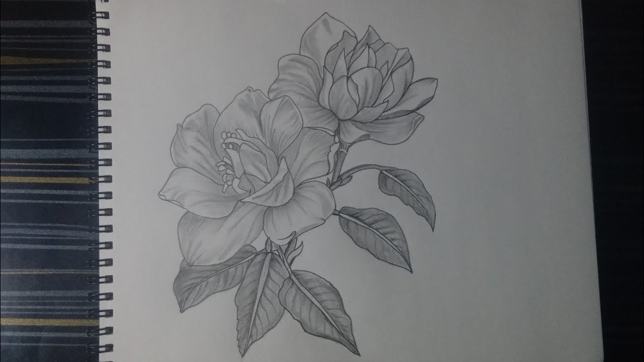 How To Draw Gardenia Flower 🌸/Skech Tutorial 
