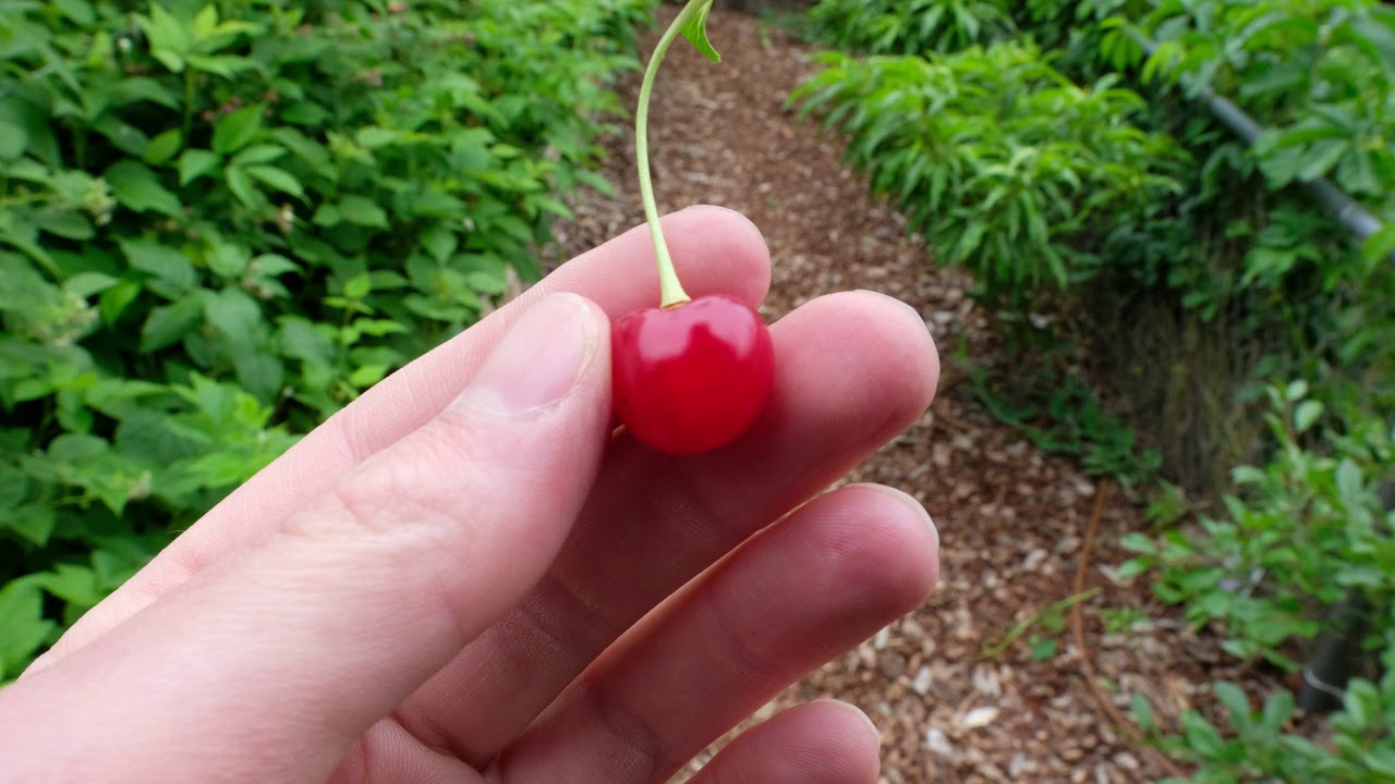 Juliet Cherry Tasting (6-15-20)