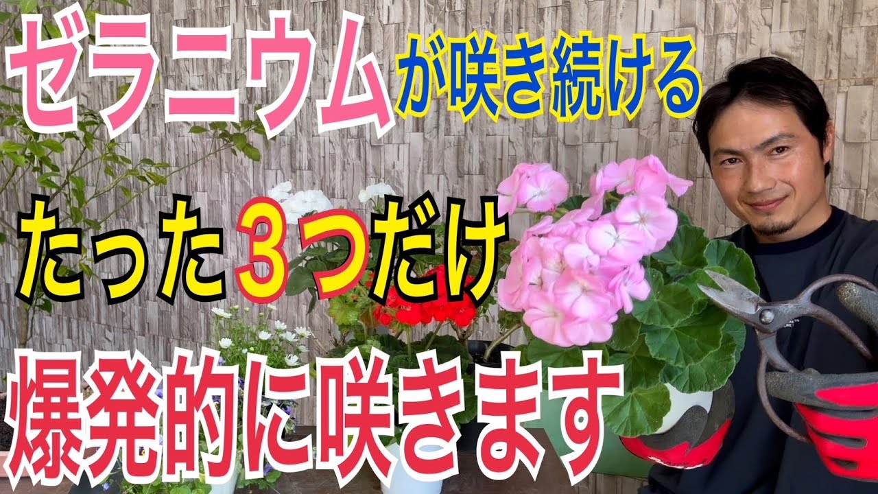 【ゼラニウム】花が咲き続ける！春にやる３つの作業！【ガーデニング】【園芸】