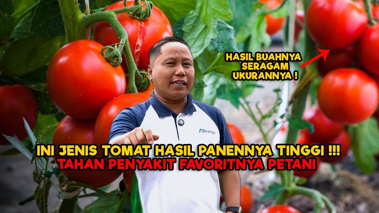 JENIS TOMAT INI BIKIN PETANI UNTUNG TERUS ! #narji #juraganlahan #pertanian