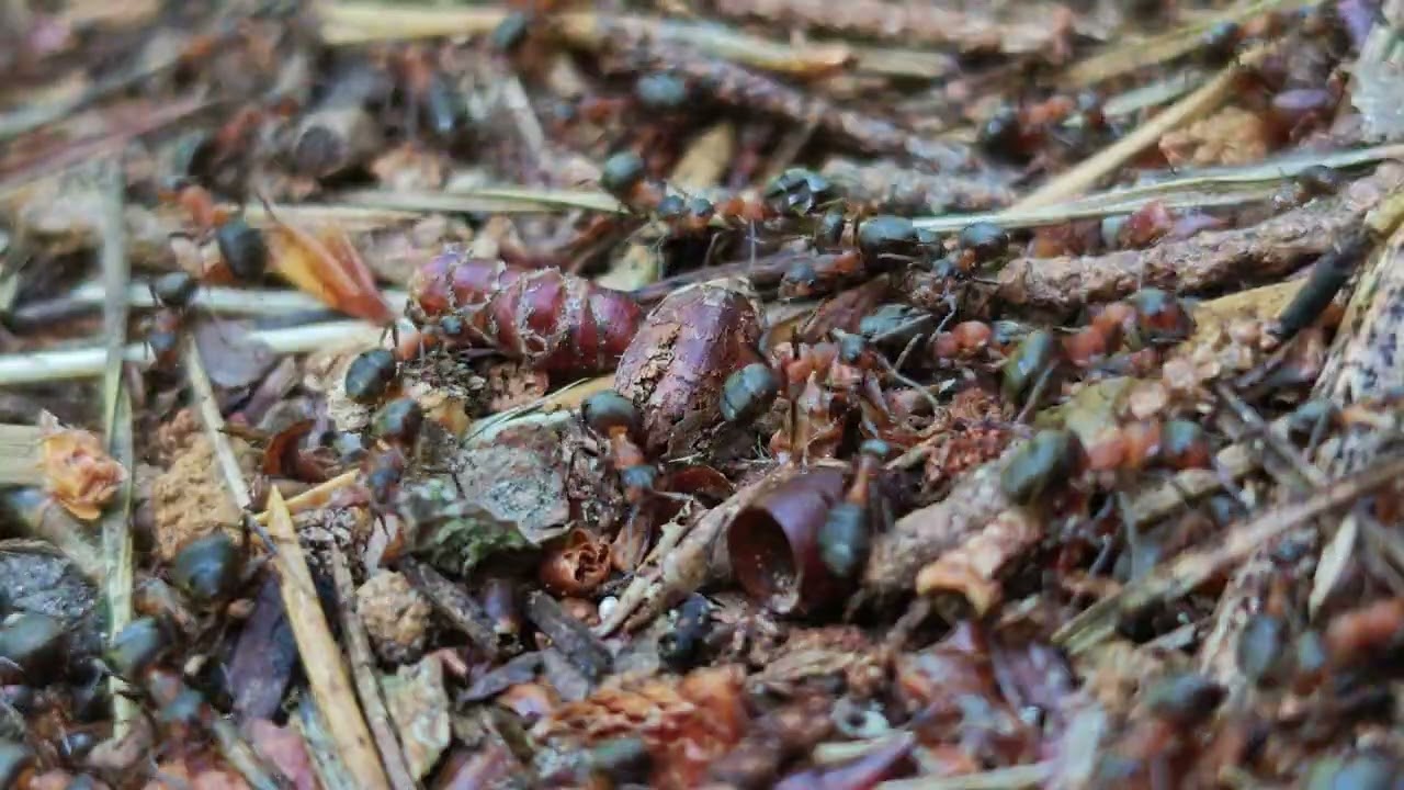 No war/no problem  -life in the anthill !#peace #ants #nature