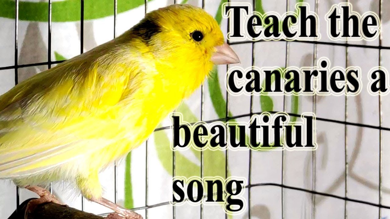 Teach the canaries a beautiful song, for young canaries for training