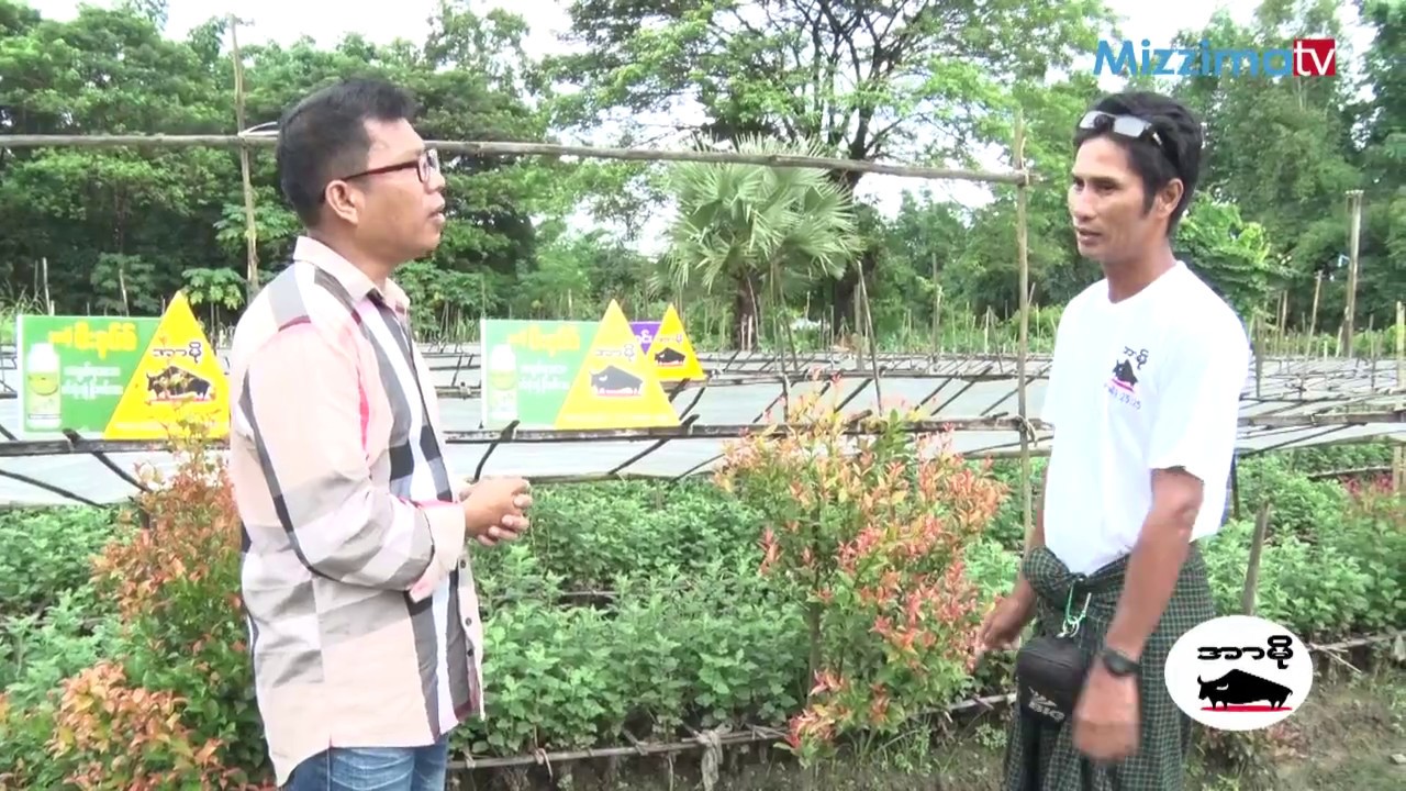 ဂႏၶမာပန္းစုိက္ပ်ဳိးၿခင္း အပုိင္း(၁)