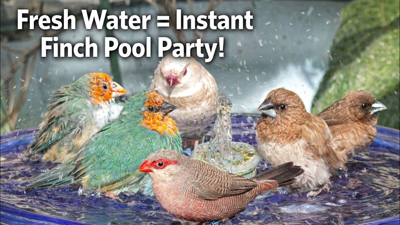 8 Minutes of Aviary Birds Bathing | Marzi’s Garden Aviary