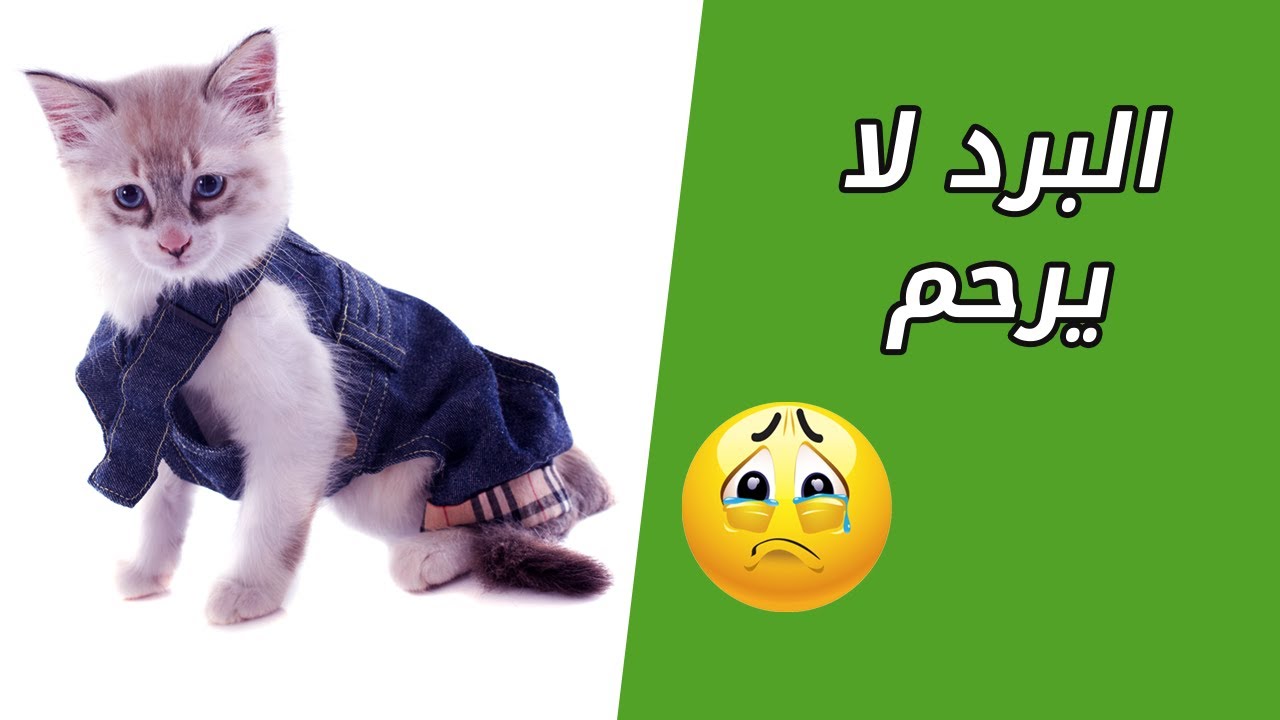 هل تحتاج القطط للملابس في الشتاء ؟