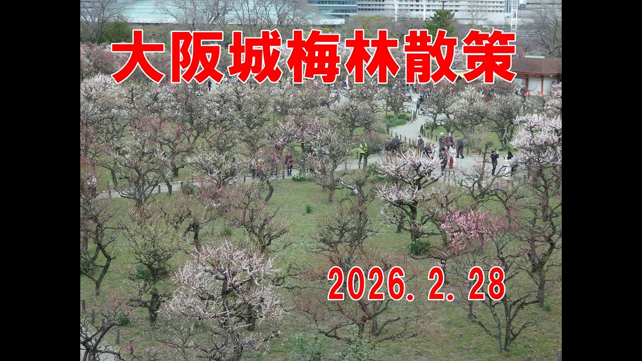 大阪城公園梅林散策　2026.2.28撮影