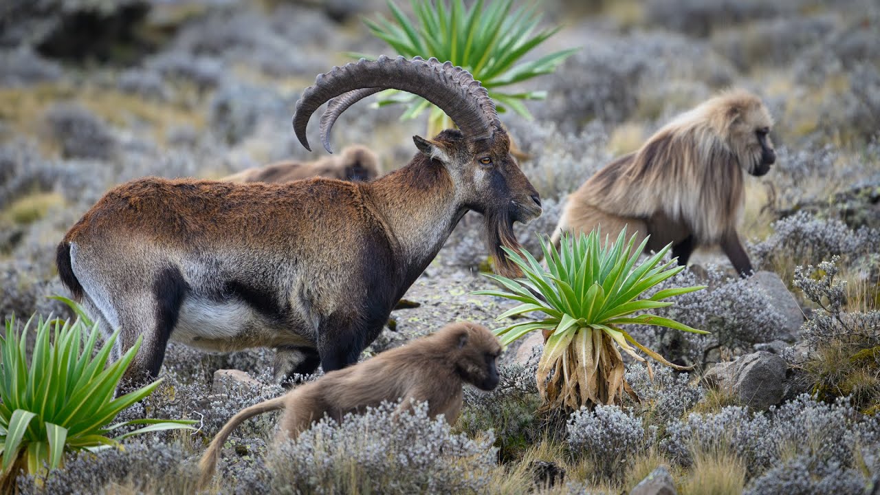 Discover relationship between Geladas and Walia Ibex in Simien Mountains