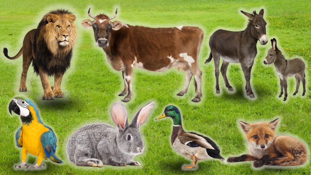Animal Sounds : Cow, Cat, Horse, Donkey, Elephant and many more