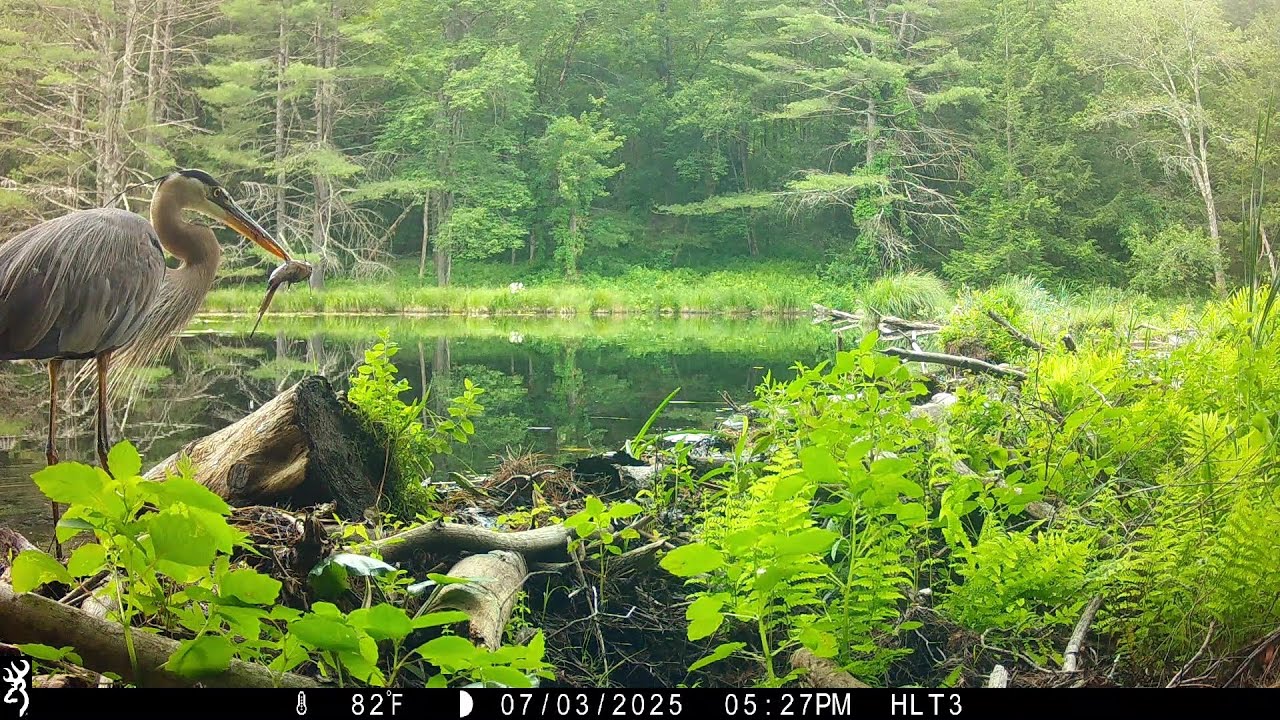 A Great Blue Heron's Fish Dinner