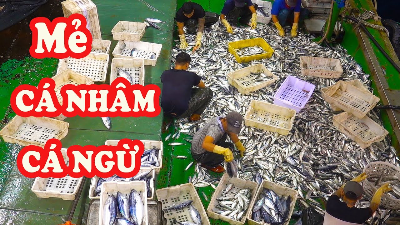 Tàu Cá Hải Phòng Đánh Bắt Hải Sản - Được Mẻ Cá Nhâm  Cá Ngừ  / P235
