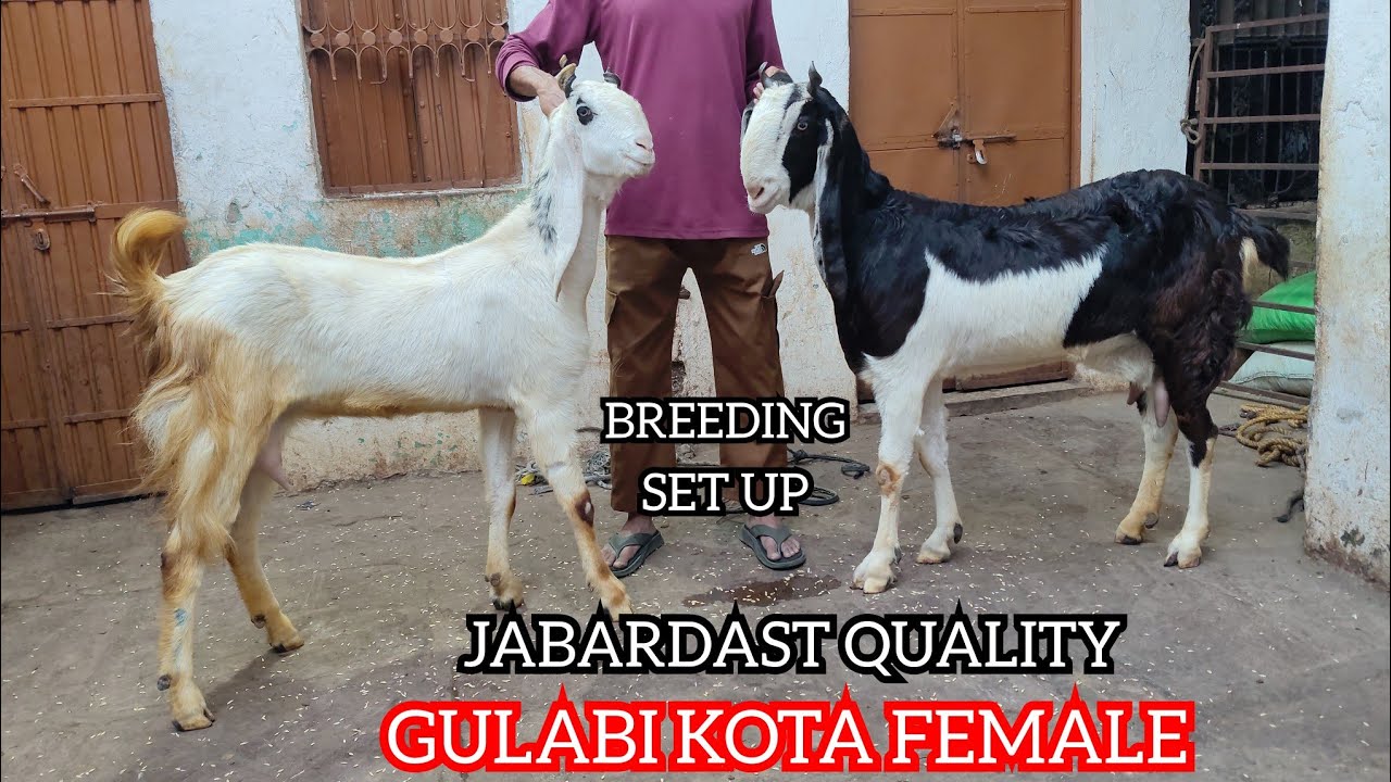 MASHALLAH JABARDAST BREEDING QUALITY KOTA GOAT,S AVAILABLE AT IRSHAD KOTA GOAT FARM 📲 (7740803310)